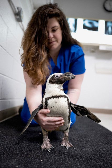 Lindberg with Penguin